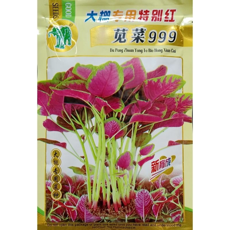 特别红苋菜种子大圆叶耐抽苔叶近圆形叶边绿色