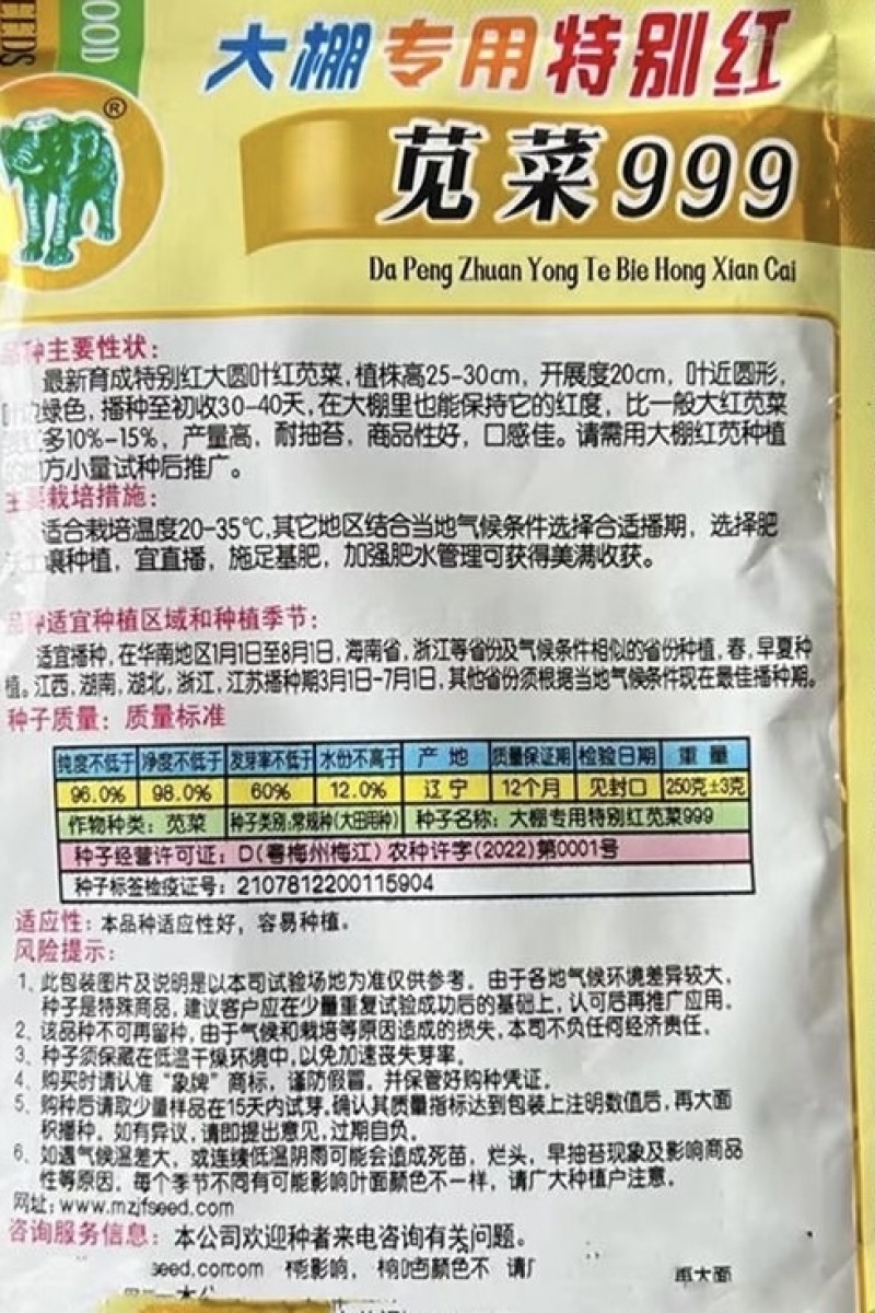 特别红苋菜种子大圆叶耐抽苔叶近圆形叶边绿色