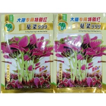 特别红苋菜种子大圆叶耐抽苔叶近圆形叶边绿色