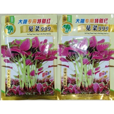 特别红苋菜种子大圆叶耐抽苔叶近圆形叶边绿色