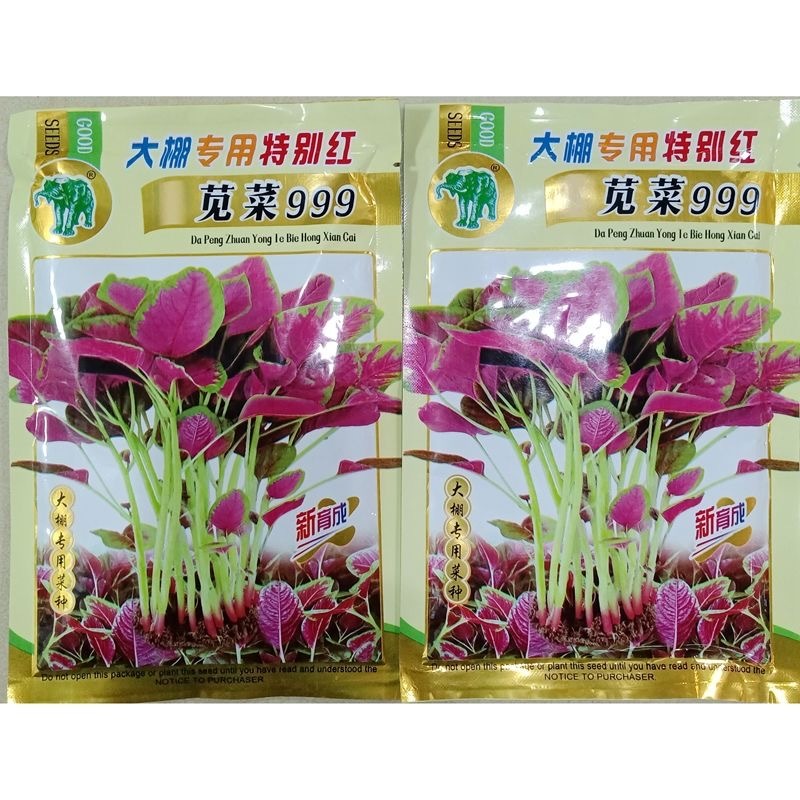 特别红苋菜种子大圆叶耐抽苔叶近圆形叶边绿色