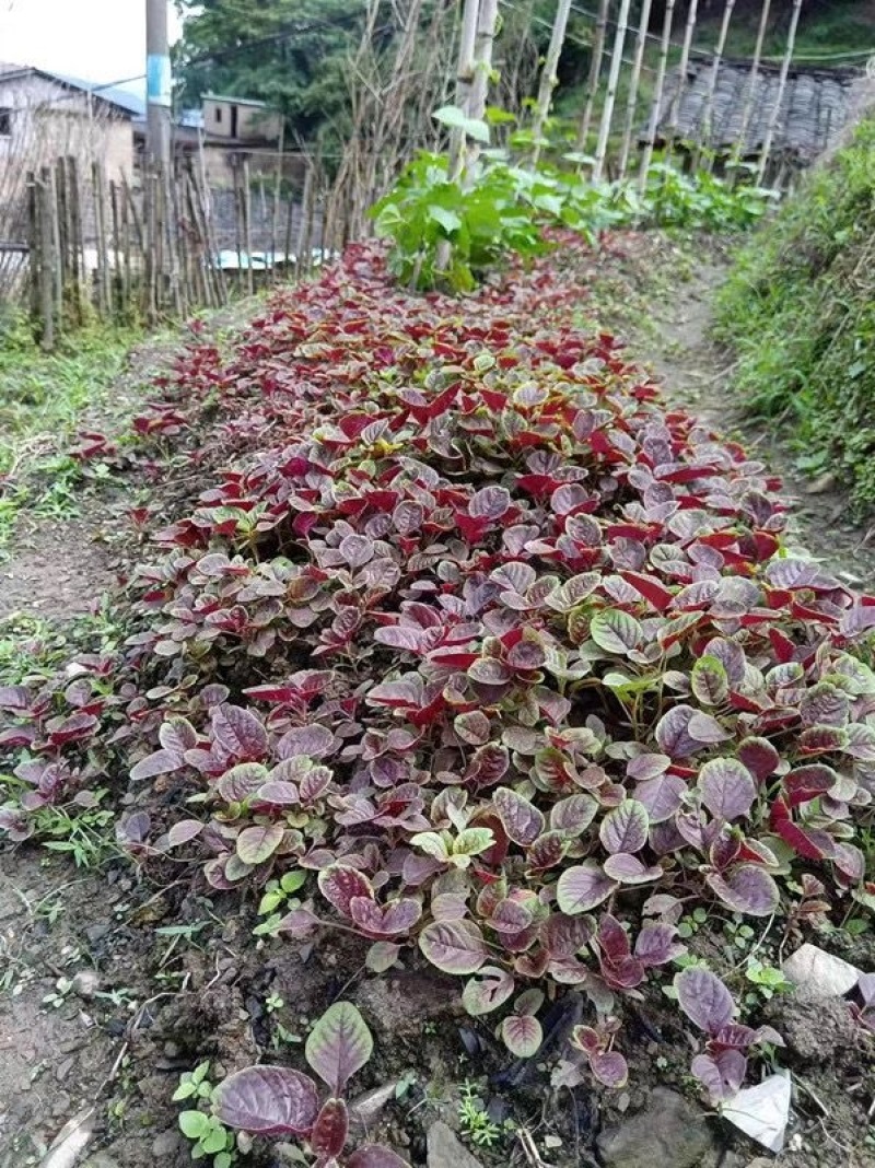特别红苋菜种子大圆叶耐抽苔叶近圆形叶边绿色