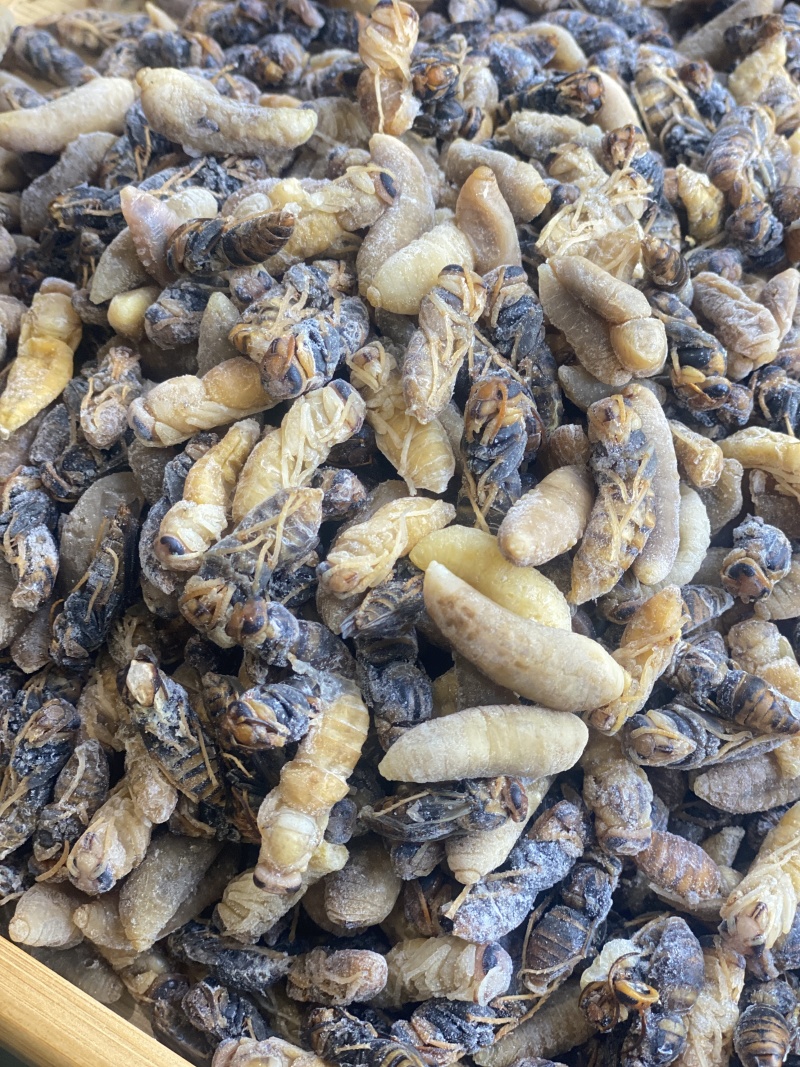云南冷冻蜂蛹一级二级现货品质保证一手货源全国发货