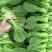 珍品88青梗菜种子耐热耐寒叶柄肥厚叶片深绿不拔节
