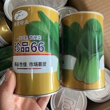 珍品66青梗菜种子耐雨叶片亮绿束腰甜嫩好吃