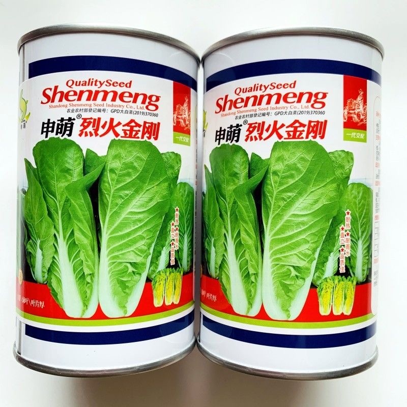 烈火金刚快菜种子耐热耐湿耐雨水叶色翠绿油亮