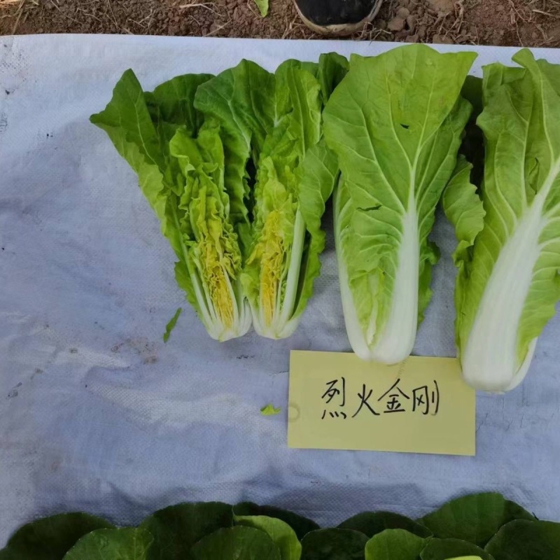 烈火金刚快菜种子耐热耐湿耐雨水叶色翠绿油亮