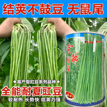 全能耐夏豇豆种子长豆角种子结荚整齐无鼠尾不鼓豆