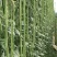 全能耐夏豇豆种子长豆角种子结荚整齐无鼠尾不鼓豆