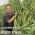 全能耐夏豇豆种子长豆角种子结荚整齐无鼠尾不鼓豆