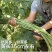 全能耐夏豇豆种子长豆角种子结荚整齐无鼠尾不鼓豆