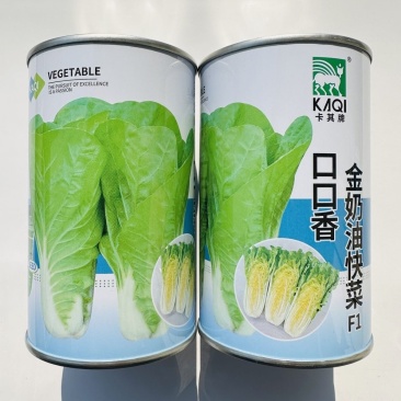 金奶油快菜种子耐热耐湿肉叶淡黄色风味绵甜