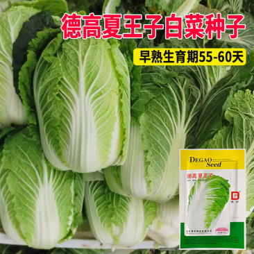 德高夏王子白菜种子抗热耐湿叠抱白帮