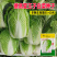 德高夏王子白菜种子抗热耐湿叠抱白帮