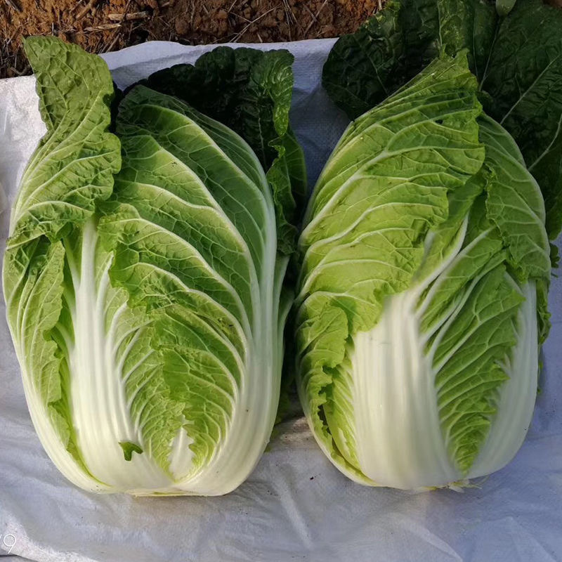 德高夏王子白菜种子抗热耐湿叠抱白帮