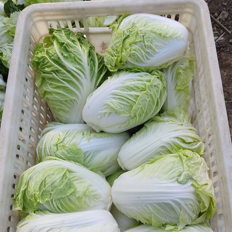 德高夏王子白菜种子抗热耐湿叠抱白帮