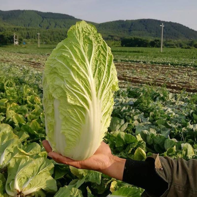 德高夏王子白菜种子抗热耐湿叠抱白帮