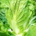 德高夏王子白菜种子抗热耐湿叠抱白帮