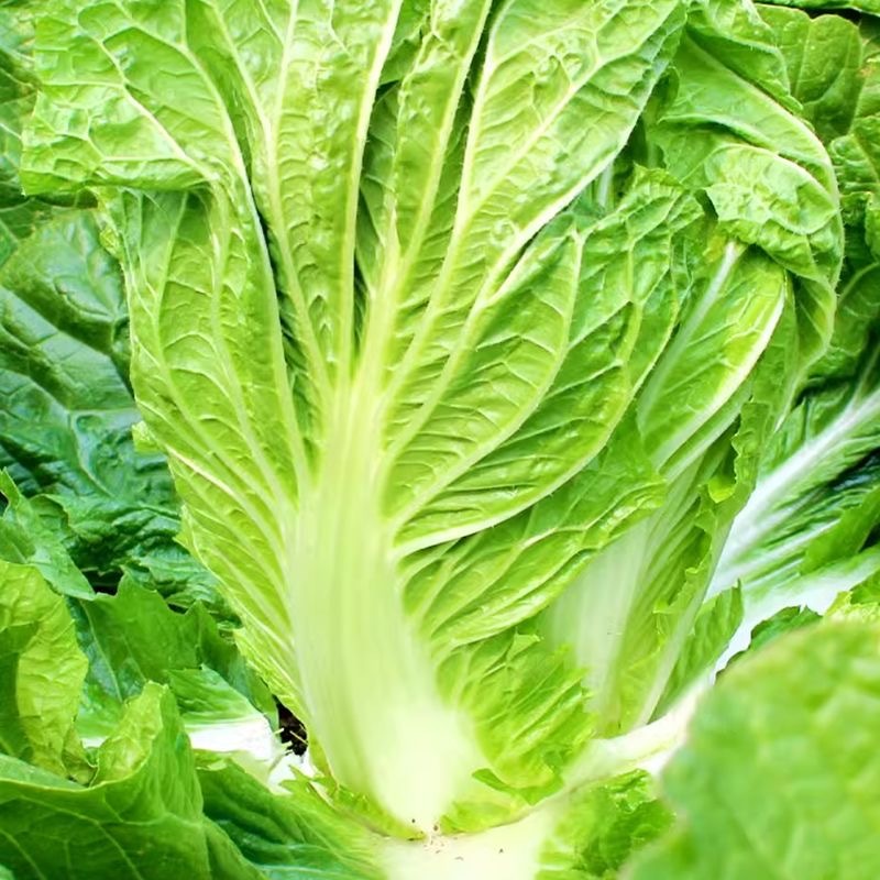 德高夏王子白菜种子抗热耐湿叠抱白帮