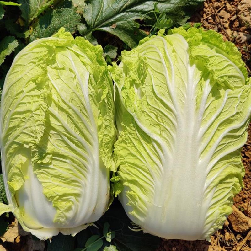德高夏王子白菜种子抗热耐湿叠抱白帮