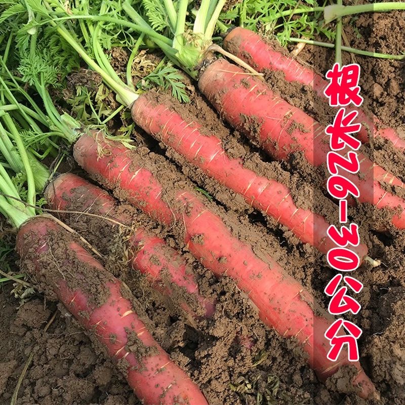 川红100胡萝卜种子肉质细腻口感脆甜香气浓