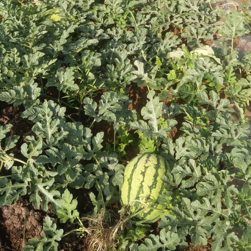 西瓜种子早熟懒汉王抗重茬大瓜96斤中熟大田基地品种