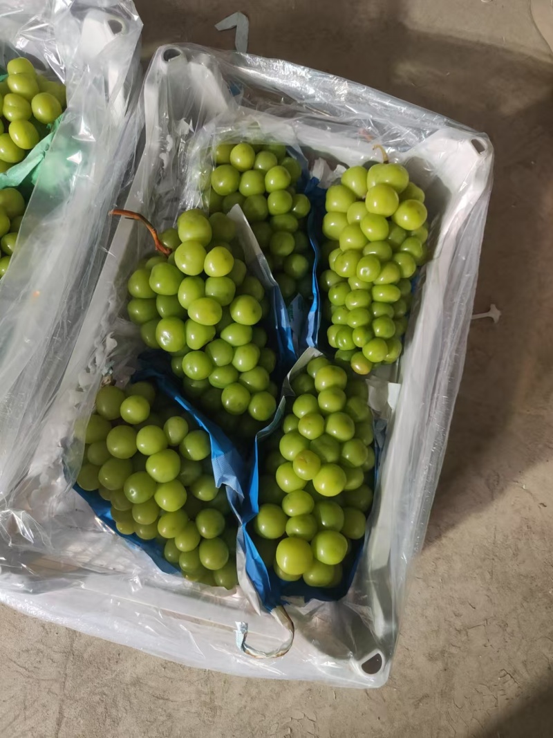 【阳光玫瑰】河北基地直供质量保证一手货源对接商超市场