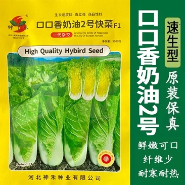 口口香奶油2号快菜种子耐热耐湿肉叶淡黄色风味绵甜