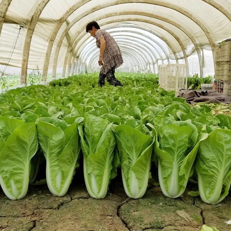 口口香奶油2号快菜种子耐热耐湿肉叶淡黄色风味绵甜