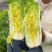 口口香奶油2号快菜种子耐热耐湿肉叶淡黄色风味绵甜