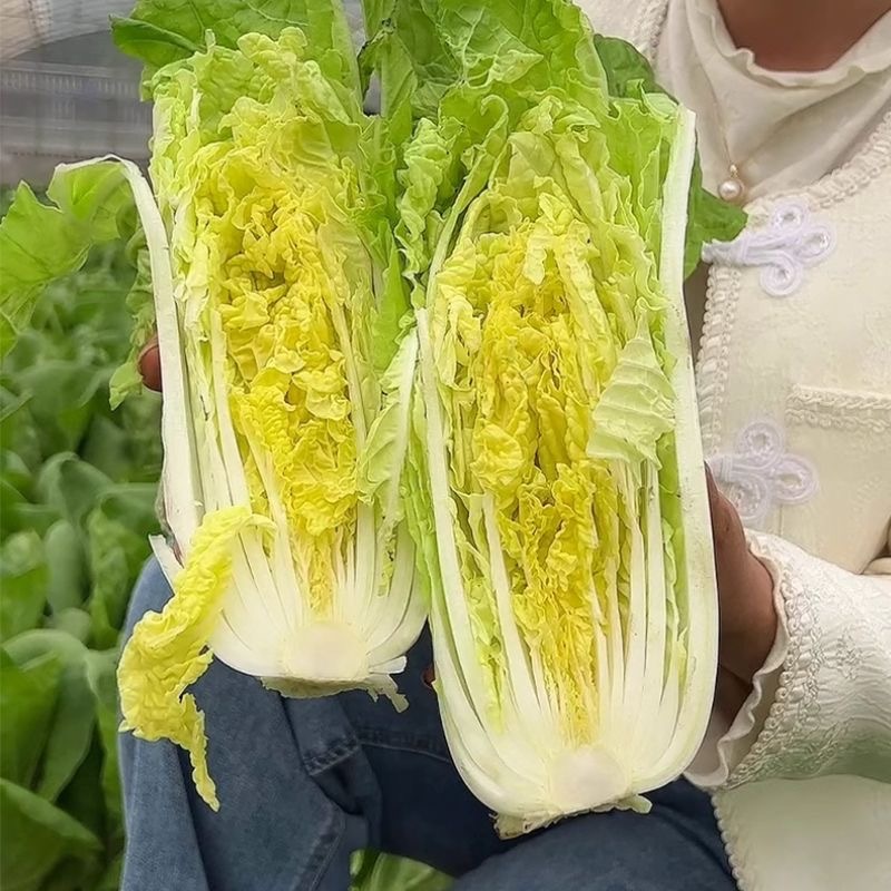 口口香奶油2号快菜种子耐热耐湿肉叶淡黄色风味绵甜