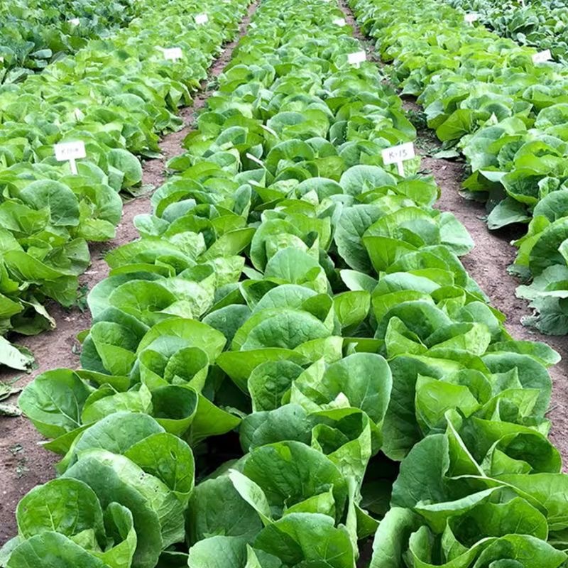 口口香奶油2号快菜种子耐热耐湿肉叶淡黄色风味绵甜