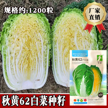 秋黄62白菜种子口感鲜嫩风味棉甜晚抽苔