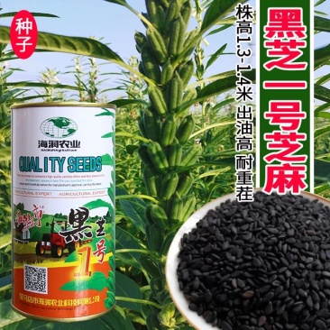 黑芝一号黑芝麻种子籽色泽乌黑光亮抗倒伏