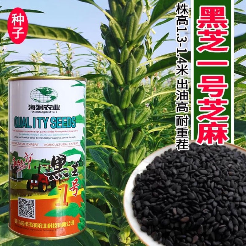 黑芝一号黑芝麻种子籽色泽乌黑光亮抗倒伏