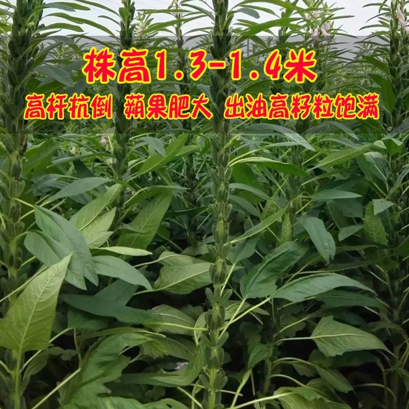 黑芝一号黑芝麻种子籽色泽乌黑光亮抗倒伏