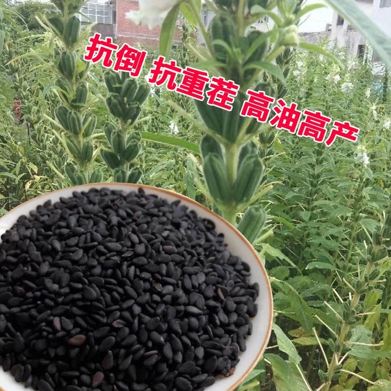 黑芝一号黑芝麻种子籽色泽乌黑光亮抗倒伏