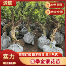 金银花苗百年老桩山东产地直发，诚信经营，可视频看货电联