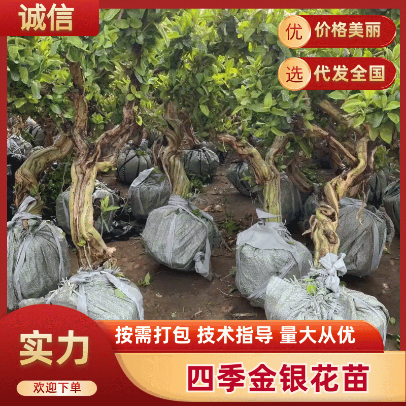 金银花苗百年老桩山东产地直发，诚信经营，可视频看货电联