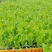 耐热耐抽苔绿叶生菜苗基地直供整盘出售生菜苗支持带籽培育