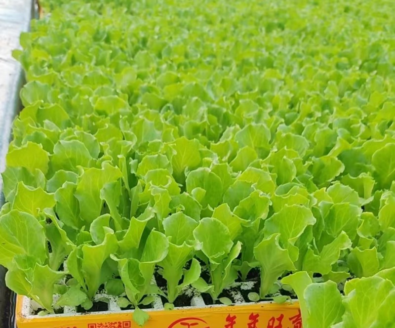 耐热耐抽苔绿叶生菜苗基地直供整盘出售生菜苗支持带籽培育