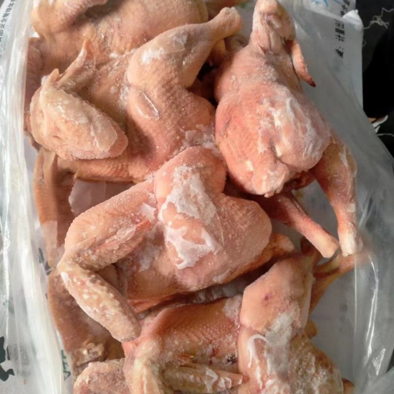 山东精品西装鸡精选特优西装鸡肉质鲜嫩量大从优