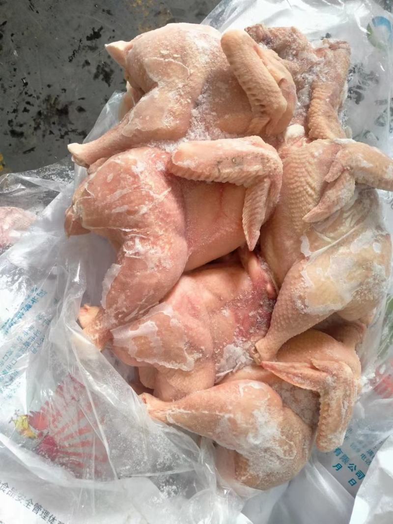 山东精品西装鸡精选特优西装鸡肉质鲜嫩量大从优