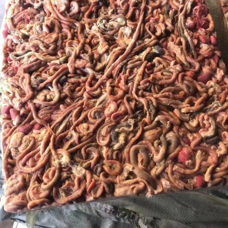 山东鸡肠精选特优鸡肠厂家直发特优产品欢迎来电