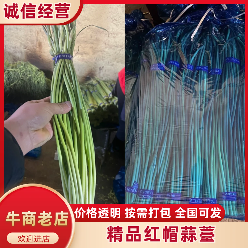 金乡优质红帽蒜苔、金乡产地直发、质优价廉！
