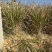 甘蔗苗黄皮甘蔗苗基地直供提供技术指导量大优惠