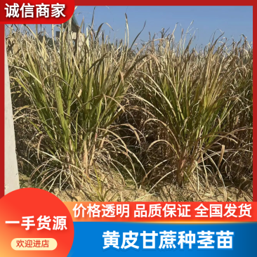 甘蔗苗黄皮甘蔗苗基地直供提供技术指导量大优惠