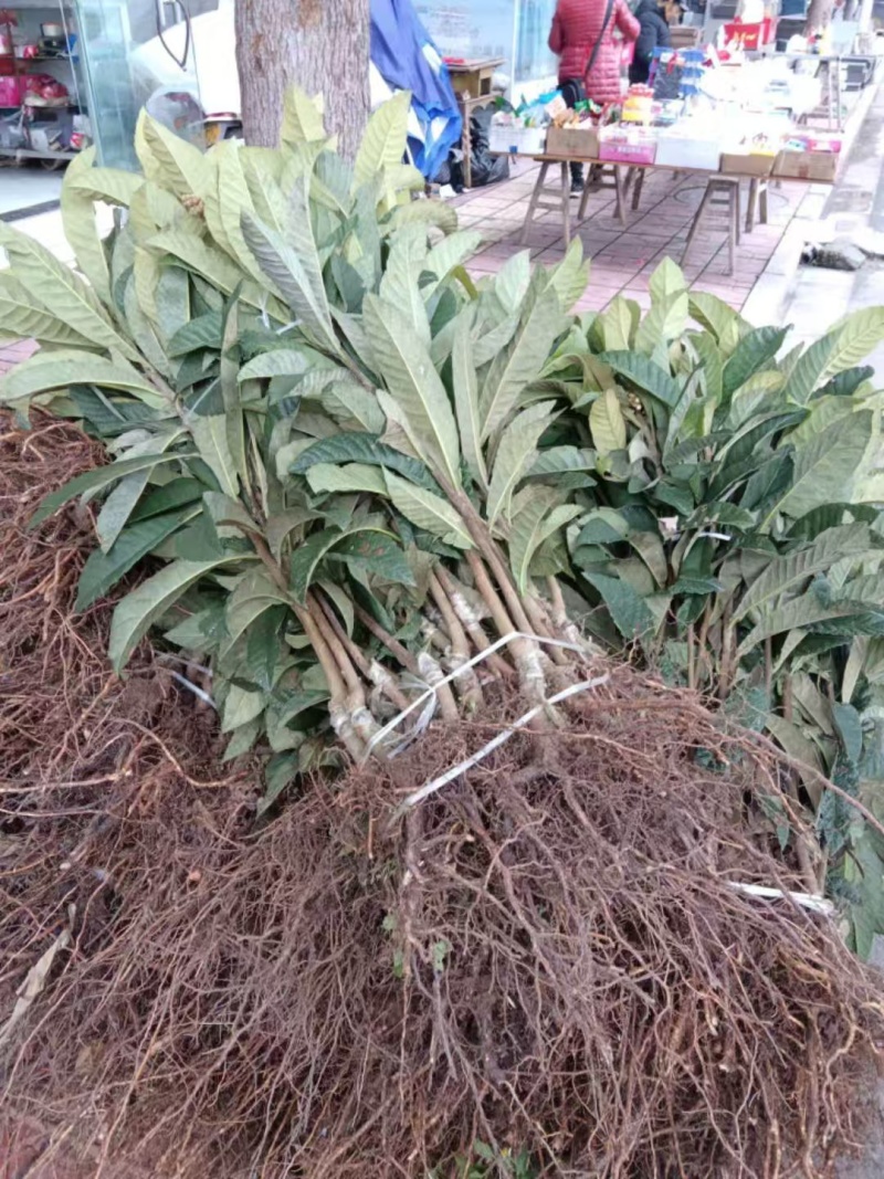 红肉枇杷苗产地一手货源，规格齐全成活率高，可视频看货