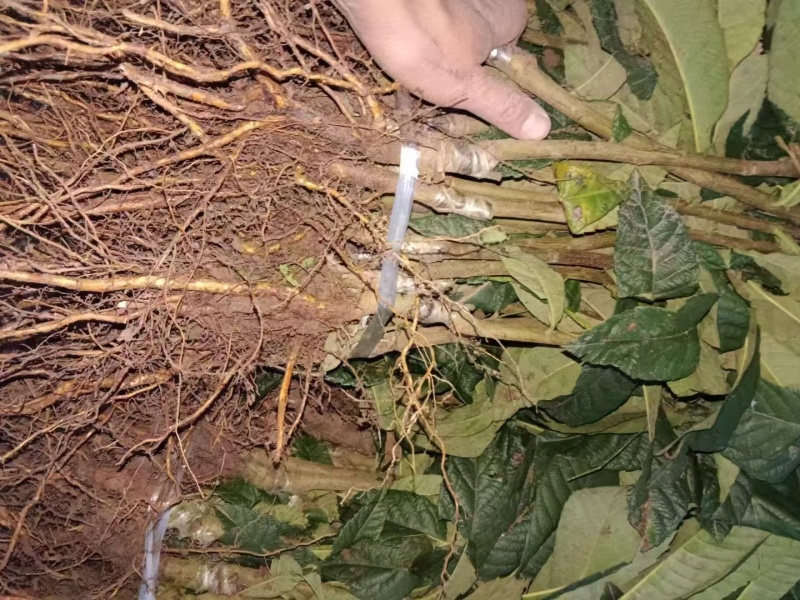 红肉枇杷苗产地一手货源，规格齐全成活率高，可视频看货