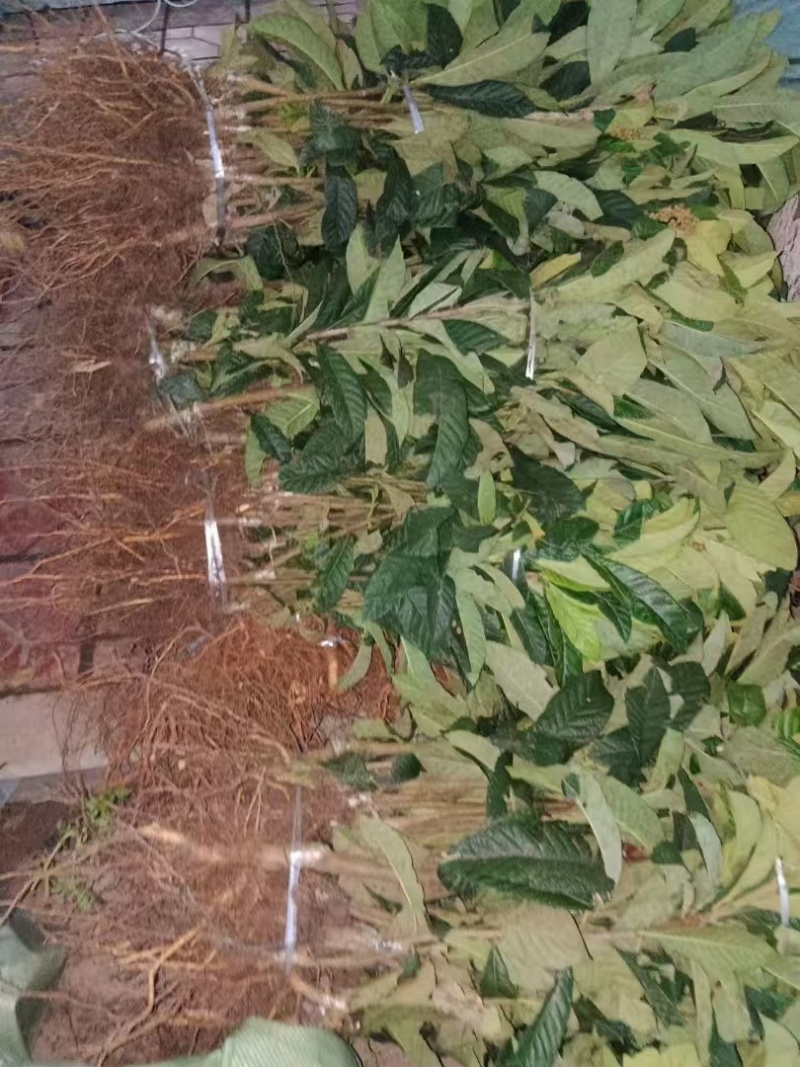 红肉枇杷苗产地一手货源，规格齐全成活率高，可视频看货